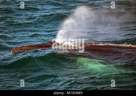 Baleine à bosse en soufflant de l'air obtenir prêt à plonger Banque D'Images