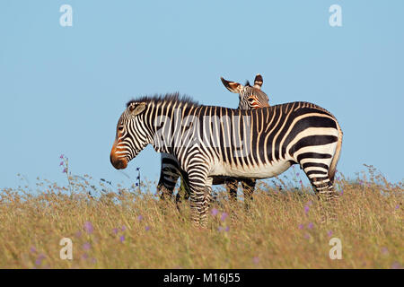 Des zèbres de montagne du cap (Equus zebra) dans les prairies, Mountain Zebra National Park, Afrique du Sud Banque D'Images