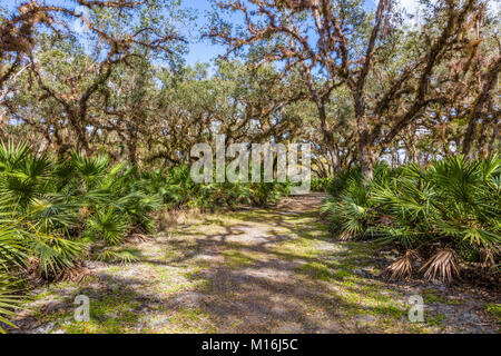 Sentier de randonnée dans la région de Jelks préserver dans le comté de Sarasota en Floride États-Unis Venise Banque D'Images