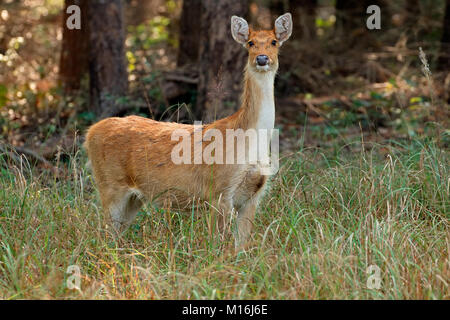 Barasingha femelle ou un marais (Rucervus duvaucelii cerf), Parc National de Kanha, India Banque D'Images