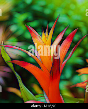 Gros plan du rouge et jaune très colorés de plantes Broméliacées tropicales Banque D'Images