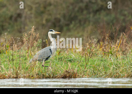 Héron cendré (Ardea cinerea) marcher le long de la rive de la rivière Suir à Cahir, Tipperary, Irlande, à la recherche d'un endroit pour pêcher à partir de. Banque D'Images