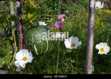 Fig Leaf Gourd (Cucurbita ficifolia) Growing in Vegetable Garden à RHS Garden Harlow Carr, Harrogate, Yorkshire. England UK Banque D'Images