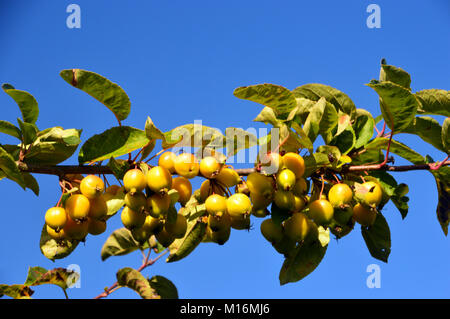 Malus Golden Hornet Pommes Crabe accroché sur une branche dans le verger à RHS Garden Harlow Carr,, Harrogate, Yorkshire. UK. Banque D'Images