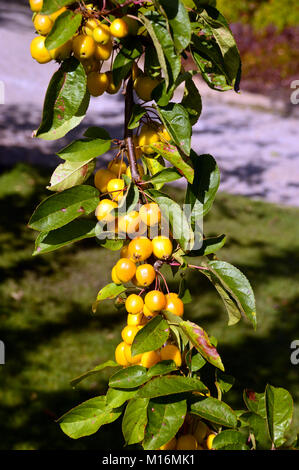 Malus Golden Hornet Pommes Crabe accroché sur une branche dans le verger à RHS Garden Harlow Carr,, Harrogate, Yorkshire. UK. Banque D'Images