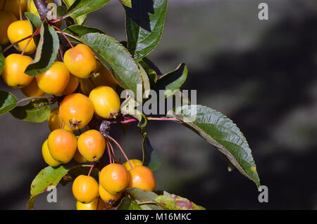 Malus Golden Hornet Pommes Crabe accroché sur une branche dans le verger à RHS Garden Harlow Carr,, Harrogate, Yorkshire. UK. Banque D'Images