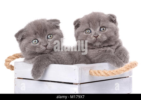 Chat, animal de compagnie, et mignon concept - couple de cute cats dans une boîte en bois. Un véritable ami sur fond blanc Banque D'Images