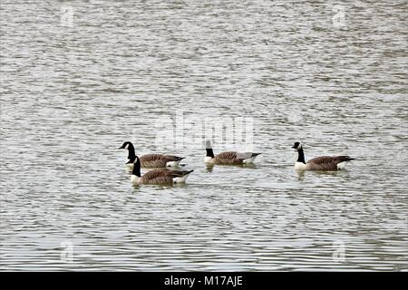 Troupeau d'oies sur l'eau Banque D'Images