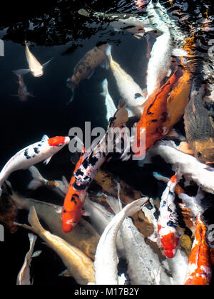 Koi nageant dans un jardin d'eau colorée,poisson koi, Détail de la carpe japonaise colorés poissons nager dans l'étang Banque D'Images