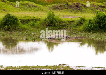 Crocodile (sous-famille des Crocodylinae) ou vrai des crocodiles, des grands reptiles aquatiques estimée à environ depuis l'époque des dinosaures, vivant dans des tons chauds qui Banque D'Images