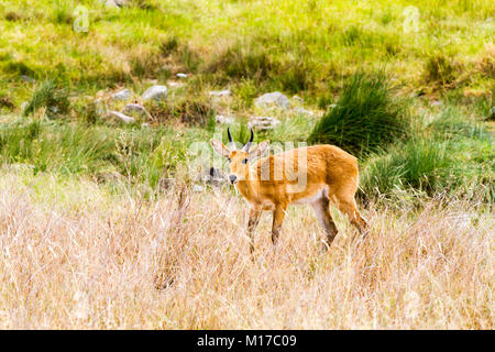 Parc national de Serengeti, le parc national de la Tanzanie dans l'écosystème du Serengeti dans le Mara et Simiyu régions avec Impala (Aepyceros melampus) c'antilope Banque D'Images