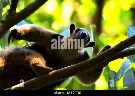 Le Nord sauvage Tamandua (Tamandua mexicana) rayer hmself et regardant la caméra dans la forêt tropicale dans le parc national Corcovado, Costa Rica Banque D'Images