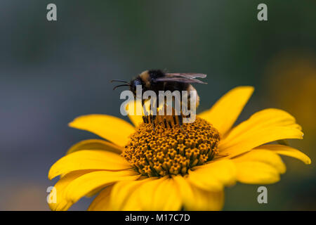 Bumblebee sur False Sunflower Banque D'Images