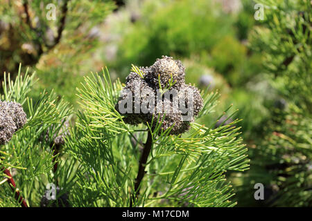 Isopogon anemonifolius Banque D'Images