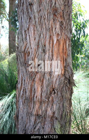 Eucaluptus globoidea ou connu sous le nom de White Stringybark est un arbre originaire de l'Est de l'Australie Banque D'Images