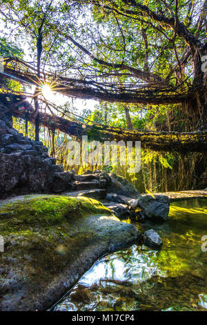 Le soleil du matin à double decker vivant dans Nongriat ponts racines de Meghalaya, en Inde Banque D'Images