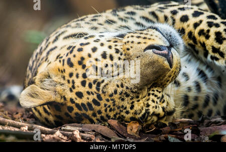Leopard avec ses yeux fermés dormir sur le terrain Banque D'Images