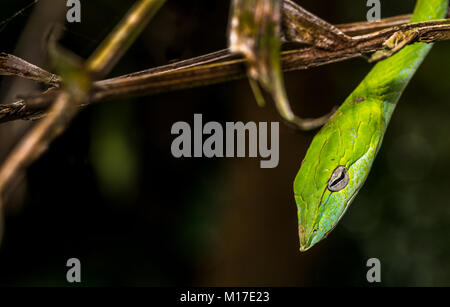 Serpent de vigne verte accrochée à la branche d'arbre. Portrait de côté avec les yeux en relief Banque D'Images