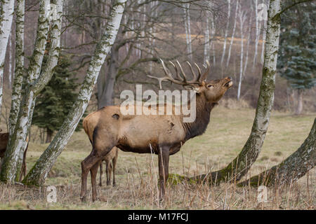 Red Deer (Cervus elaphus) / Rotwild en captivité Banque D'Images