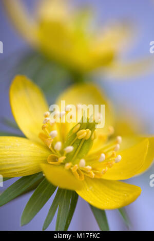 Eranthis hyemalis - Winterling Banque D'Images
