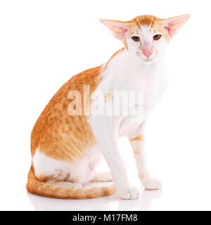 Portrait d'un Oriental Shorthair cat looking at camera against white background Banque D'Images