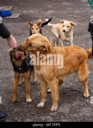 Un chien est un ami. Un véritable ami. Aide pour les chiens errants. Les vétérinaires et les animaux. Banque D'Images