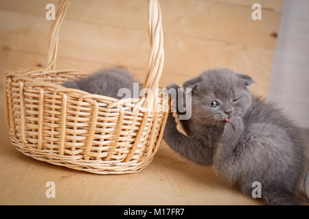 Peu Scottish Fold chaton lèche sa patte. Un autre chaton de se cacher dans le panier. Joué en cachette. Banque D'Images