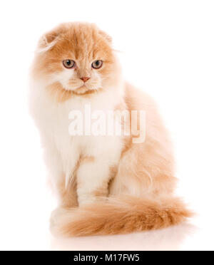 Belle Chat De Race Chaton Roux Portrait De Chat Ecossais De L Emplacement Sur Un Fond Blanc Photo Stock Alamy