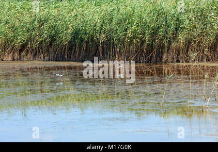 Pryschukove d'été rouge brun foncé avec le lac d'iode un effet thérapeutique grâce à la haute teneur en iode (région de Kherson, Ukraine). Banque D'Images