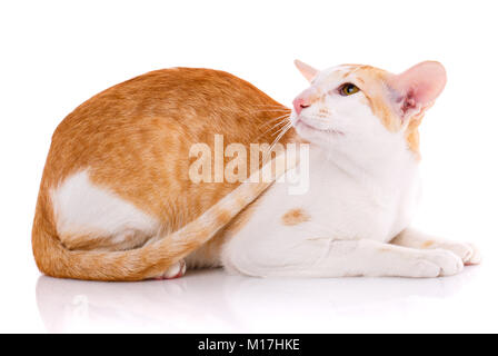 Chat Oriental, portrait sur fond blanc Banque D'Images