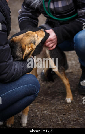 Un chien est un ami. Un véritable ami. Aide pour les chiens errants. Les vétérinaires et les animaux. Banque D'Images