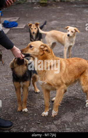 Un chien est un ami. Un véritable ami. Aide pour les chiens errants. Les vétérinaires et les animaux. Banque D'Images