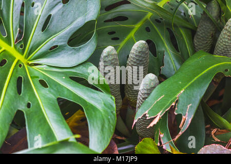 Monster deliciosa - Juicy Fruit de philodendron Banque D'Images