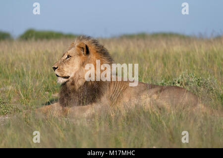 Grand mâle lion couché dans l'herbe haute dans la réserve de gibier du Kalahari central au Botswana, à la recherche de proies, en regardant autour de lumière dorée Banque D'Images