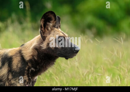Chien sauvage d'Afrique ou peint à la recherche de chien de chasse en saison des pluies dans la région de la rivière Khwai Banque D'Images