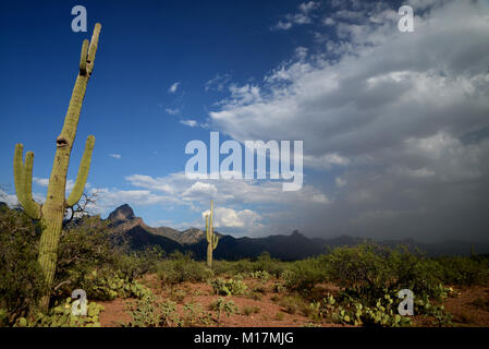 Baboquivari montagnes, désert de Sonora, Tohono O'odham réservation, au sud-est de vend, Arizona, USA. Banque D'Images