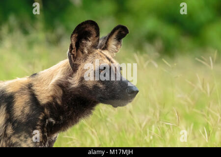 Chien sauvage d'Afrique ou peint à la recherche de chien de chasse en saison des pluies dans la région de la rivière Khwai Banque D'Images
