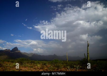 Baboquivari montagnes, désert de Sonora, Tohono O'odham réservation, au sud-est de vend, Arizona, USA. Banque D'Images