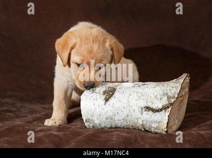 Labrador Retriever jaune mignon chiot mâchant sur un journal Banque D'Images