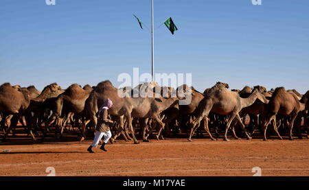 Riyadh, Arabie saoudite. 28 janvier, 2018. Un Saoudien mène ses chameaux pendant un chameau concours de beauté dans le Rumah, quelque 160 kilomètres à l'est de Riyad, capitale de l'Arabie saoudite, le 28 janvier 2018. Le Chameau Roi Abdulaziz annuel Festival, le plus grand spectacle historique dans le Golfe, ont eu lieu ici et a attiré quelque 30 000 chameaux et 300 000 visiteurs cette année. Credit : Wang Bo/Xinhua/Alamy Live News Banque D'Images