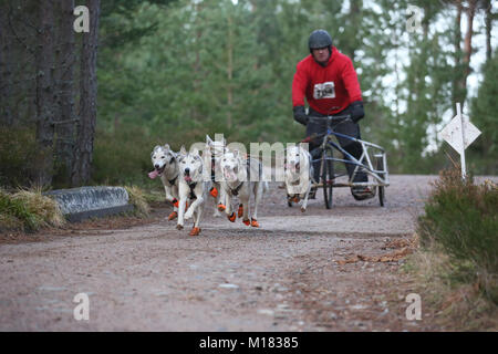 Aviemore, Scotland. 28 janvier 2018. Deuxième jour de la 35e assemblée annuelle Aviemore Sled Dog rally a lieu.La neige a été emportée par une forte pluie automne pour les équipes utilisent des roues ce qui rend la tâche plus difficile pour les chiens,Aviemore, Écosse, 28 janvier 2018 Crédit : Barbara Cook/Alamy Live News Banque D'Images