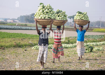 Dhaka, Bangladesh. 28 janvier 2018. Cet hiver a un bon rendement de la culture du chou-rave et les populations rurales du Bangladesh sont aujourd'hui plus formés et la culture de légumes à charge pendant toute l'année. Credit : Jahangir Alam Onuchcha/Alamy Live News Banque D'Images