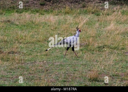 Masai Mara Kenya oiseaux secrétaire Sud Banque D'Images