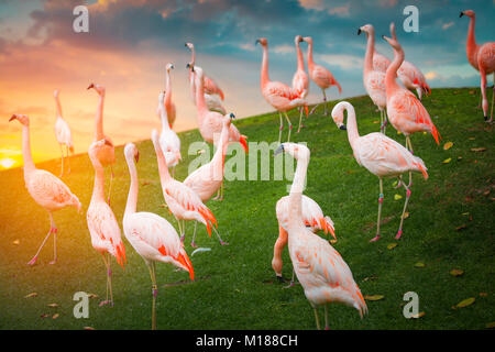 Flamants Roses à pied sur le terrain au coucher du soleil Banque D'Images