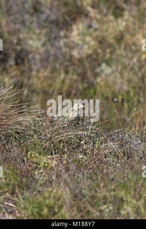 Alauda arvensis skylark commun Ecosse Banque D'Images