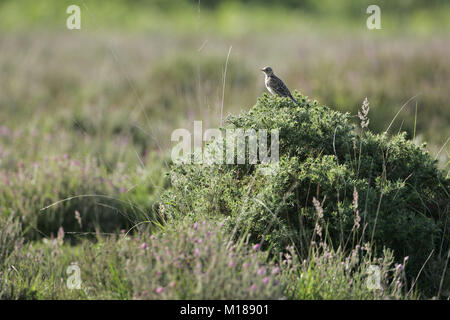 Alauda arvensis Alouette des champs communs sur les landes d'ajoncs bush dans le parc national New Forest Hampshire Angleterre Banque D'Images