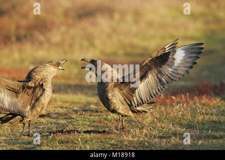 Le sud skua Catharacta antarctica Îles Falkland affichage paire Banque D'Images