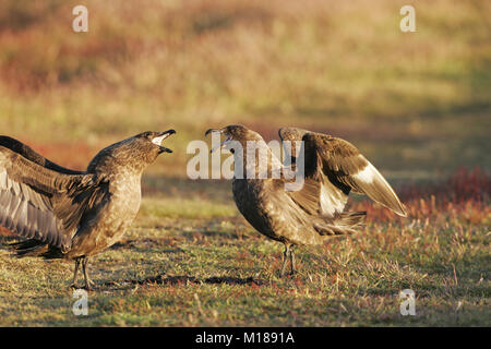 Le sud skua Catharacta antarctica Îles Falkland affichage paire Banque D'Images