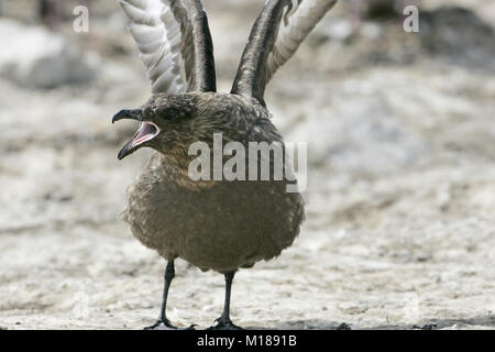 Le sud skua Catharacta antarctica afficher Iles Falkland Banque D'Images