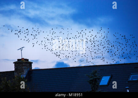 Étourneau sansonnet Sturnus vulgaris troupeau en vol sur le logement Ringwood Hampshire England UK Banque D'Images